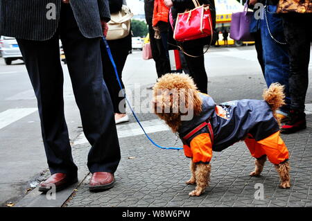 --FILE--un résident chinois locaux promène son chien dans une rue de Jiangmen city, province de Guangdong, en Chine du Sud, 9 février 2014. Au cours des dernières années, Banque D'Images