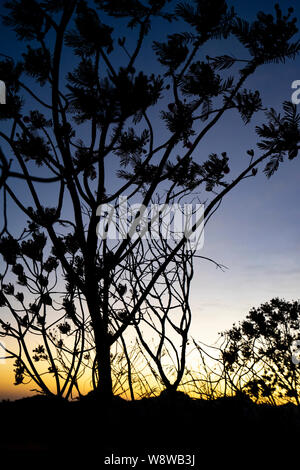 Lever de soleil dans la Serra dos Pireneus, dans Goias, Brésil Banque D'Images