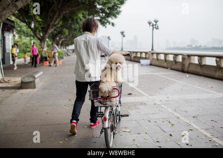 --FILE--Une femme chinoise pousse une location portant son chien le long de la rivière des Perles, dans la ville de Guangzhou, province de Guangdong, en Chine du sud 21 avril 2014. Banque D'Images