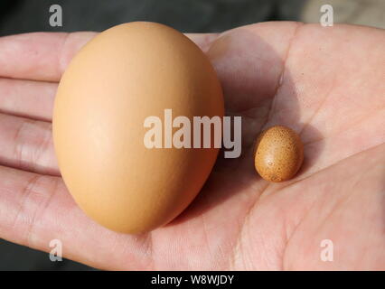 Résidents locaux chinois M. Guo compare une mini egg avec ordinaire sur sa paume à la maison dans la ville de Qingdao, province de Shandong en Chine orientale, le 22 septem Banque D'Images