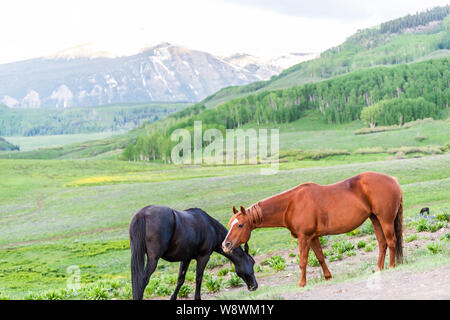 Deux chevaux pâturage sur parcours en Crested Butte, Colorado prairies alpines sur ranch par Snodgrass, chemin de randonnée en été avec l'herbe verte Banque D'Images