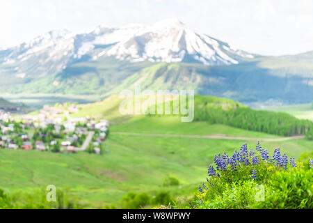 Bokeh vue du Mont Crested Butte, Colorado en été avec l'herbe verte et de premier plan de lupin bleu violet fleurs Banque D'Images