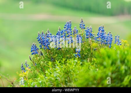 Gros plan du groupe des fleurs lupin à Mount Crested Butte, Colorado en été avec l'herbe verte Banque D'Images