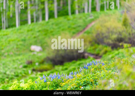 Groupe de lupin bleu fleurs à Mount Crested Butte, Colorado en été avec l'herbe verte et l'arrière-plan de tremblaie Banque D'Images