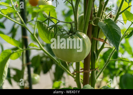 Les tomates vertes non mûres poussant sur le lit de jardin. Les tomates dans la serre avec les fruits verts. Les tomates vertes sur une branche. Vue d'en haut. Banque D'Images