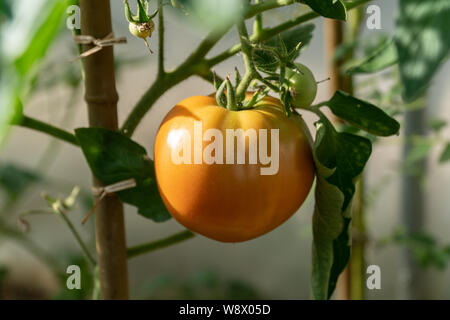 Tomate rouge vert growingon le lit de jardin. Les tomates dans la serre avec les fruits verts. Les tomates vertes sur une branche. Vue d'en haut. Banque D'Images
