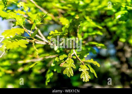 Gros plan macro de jeunes feuilles de chêne avec bokeh background en Thomas Lacs Randonnée pédestre au Mont Sopris, basalte, Colorado en été Banque D'Images