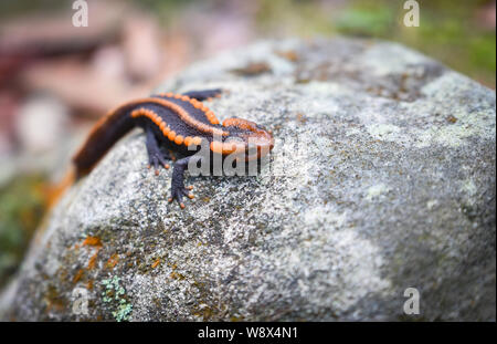 Sur le rocher de la salamandre / faune salamandre crocodile reptile orange et noir tacheté animaux rares sur la forêt tropicale de haute montagne - autres noms salaman Banque D'Images