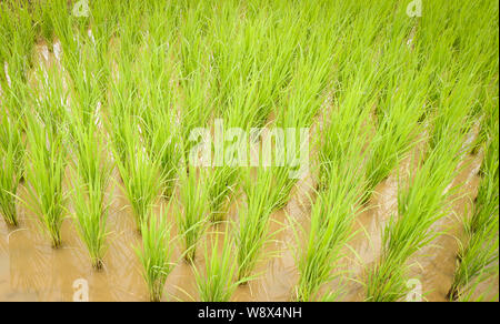 La plantation du riz en saison des pluies, l'agriculture de l'Asie / l'agriculteur sur la plantation de riz biologique des terres agricoles de riz Banque D'Images