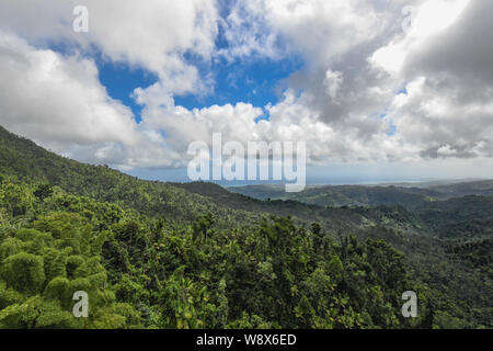 Forêt nationale de El Yunque Puerto Rico - ouragan Maria reprise a commencé dans la jungle tropical rain forest - la flore de la jungle / flore forêt tropicale Banque D'Images