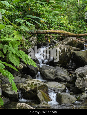 Joli ruisseau forestier avec de petites chutes d'eau en forêt nationale de El Yunque - rainforest - montre une remontée de Porto Rico paysage de l'Ouragan Maria Banque D'Images