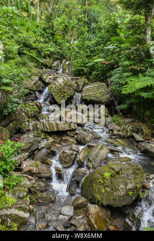 Joli ruisseau forestier avec de petites chutes d'eau en forêt nationale de El Yunque - rainforest - montre une remontée de Porto Rico paysage de l'Ouragan Maria Banque D'Images