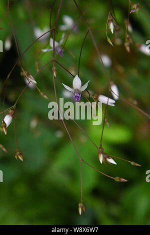 El Yunque rain forest rain forest national de Puerto Rico Banque D'Images