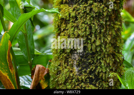 Gouttes de pluie sur de la mousse dans la forêt tropicale El Yunque - Puerto Rico national forest - moss pousse sur un arbre dans la jungle Portoricaine Banque D'Images