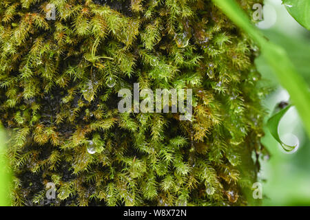 Gouttes de pluie sur de la mousse dans la forêt tropicale El Yunque - Puerto Rico national forest - moss pousse sur un arbre dans la jungle Portoricaine Banque D'Images