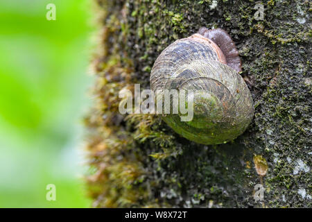 Escargot arbre Caracolus caracolla dans la forêt nationale de El Yunque Puerto Rico - un Caracolus en forêt tropicale - gastéropode sur arbre en bois avec moss Banque D'Images