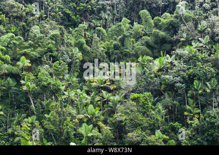 Forêt nationale de El Yunque Puerto Rico - ouragan Maria reprise a commencé dans la jungle tropical rain forest - la flore de la jungle / flore forêt tropicale Banque D'Images