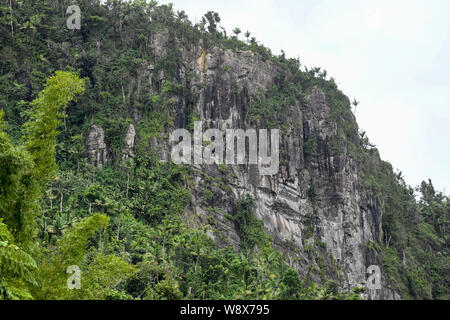 Forêt nationale de El Yunque Puerto Rico - ouragan Maria reprise a commencé dans la jungle tropical rain forest - la flore de la jungle / flore forêt tropicale Banque D'Images