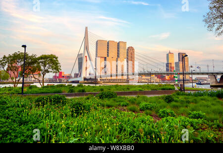 Une vue de l'Erasmusbrug (Erasmus Bridge) qui relie le nord et sud de Rotterdam, aux Pays-Bas. Banque D'Images