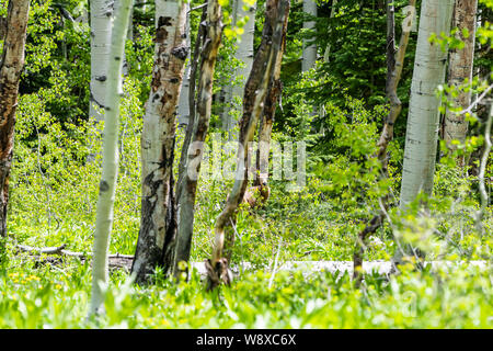 Crested Butte Kebler Pass rocheuses forêt de trembles et de chevreuil couché camouflé en vert de l'été Banque D'Images