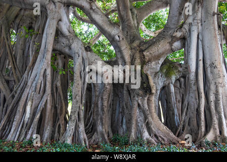 Banyan Tree géant à l'entrée de la Norton Museum of Art à West Palm Beach, en Floride. (USA) Banque D'Images