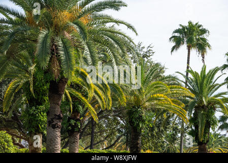 Floride palmiers bordent l'entrée dans les jardins Mall à Palm Beach Gardens, en Floride. (USA) Banque D'Images