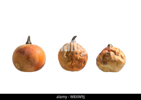 Légumes laid . trois petites citrouilles de divers degrés de corruption . isolé sur fond blanc. Banque D'Images