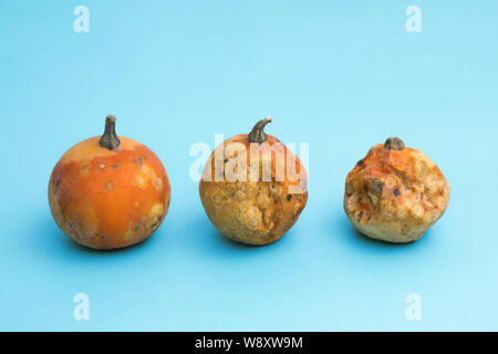 Légumes laid . trois petites citrouilles de divers degrés de corruption . fond bleu clair. Banque D'Images