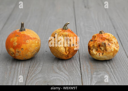 Légumes laid . trois petites citrouilles de divers degrés de corruption . sur un fond en bois gris. Banque D'Images