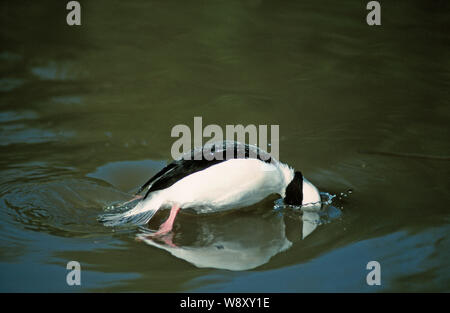 Le petit garrot mâle CANARD Bucephala albeola plongée sous-marine. L'Amérique du Nord. Banque D'Images