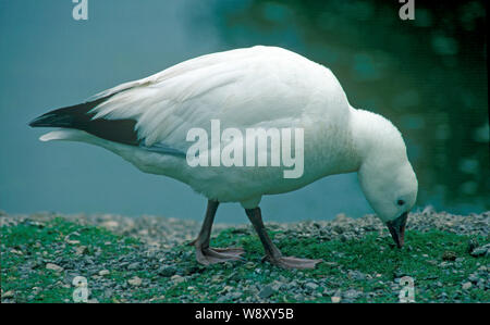 L'Oie de Ross (Anser rossi). Dans la collection d'oiseaux au Wildfowl and Wetlands Trust, Gloucestershire, au Royaume-Uni.​ Banque D'Images