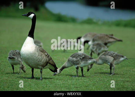 Les familles de BERNACHES DU CANADA, sur l'herbe (Branta canadensis) avec d'autres derrière le pâturage. Mois oisons. Broadland. Le Norfolk. Une espèce introduite au Royaume-Uni.​ Banque D'Images