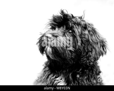 Gros plan d'un joli chien de type Schnouilles noir sur fond blanc Banque D'Images