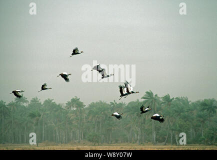 Des grues couronnées, un troupeau de onze décollant d'un champ de riz, flying head-on​ dans une brise de l'Harmattan. P. balearica pavonina. La Gambie, Afrique de l'Ouest. Banque D'Images
