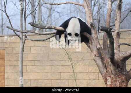 Le panda géant Li Li se pend en dormant sur un arbre dans le soleil à Hangzhou Safari Park dans la ville de Hangzhou, province de Zhejiang, Chine de l'est 18 Ja Banque D'Images