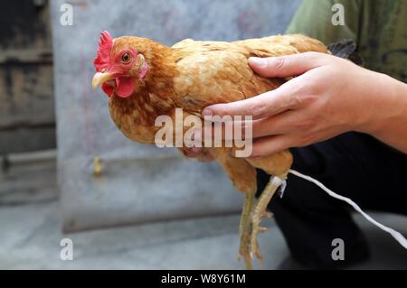 Résidents locaux chinois M. Guo montre la poule qui a jeté un certain nombre de mini-oeufs à la maison dans la ville de Qingdao, province du Shandong en Chine de l'Est, 22 septembe Banque D'Images