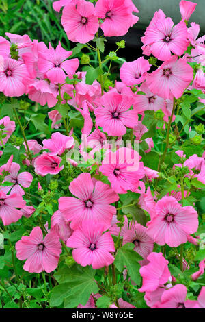 Belles fleurs rose de Lavater (Malvaceae), ou annuelle, rose, mauve ou royal regal avec des feuilles dans le jardin parterre de près. Mallow annuel Banque D'Images