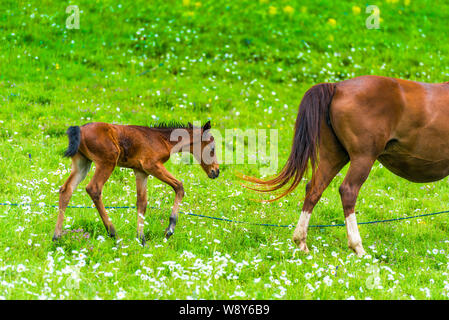 Nouveau-né poulain paissant dans un pré avec un cheval maman Banque D'Images