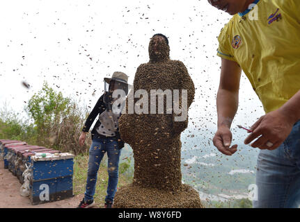 34 ans apiculteur chinois Ping elle est presque couvert d'abeilles tout au cours d'un défi de créer les mondes plus lourd manteau d'abeilles à muer, ville Banque D'Images