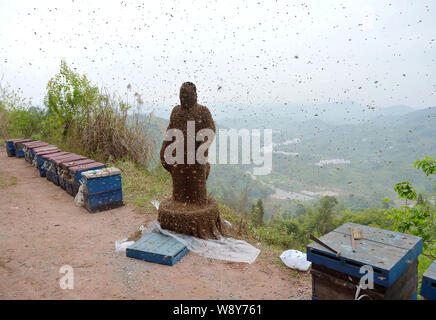 34 ans apiculteur chinois Ping elle est couverte de toutes les abeilles au cours d'un défi de créer les mondes plus lourd manteau d'abeilles à muer, ville Chongqi Banque D'Images