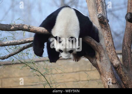 Le panda géant Li Li se pend en dormant sur un arbre dans le soleil à Hangzhou Safari Park dans la ville de Hangzhou, province de Zhejiang, Chine de l'est 18 Ja Banque D'Images