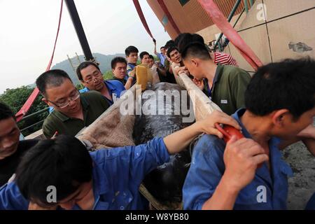 Employés chinois sont couvertes par l'une des deux baleines pilotes dans l'océanorium après qu'il est arrivé à Hangzhou Polar Ocean Park à Hangzhou city, east Chines Zh Banque D'Images