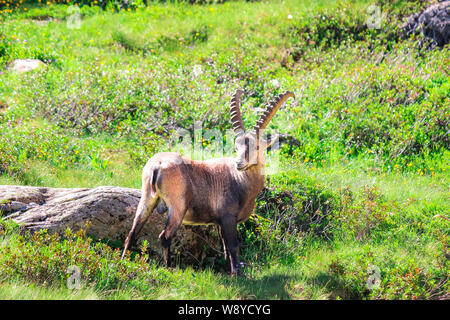 Mâle de Bouquetin des Alpes sur permanent vert pâturage près de Chamonix dans les Alpes françaises. Chèvre sauvage, des cornes. Aussi connu comme le steinbock, bouquetin, ou simplement d'ibex. La faune Les animaux. Espèces. Animaux de montagne. Banque D'Images