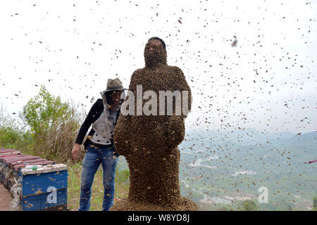 34 ans apiculteur chinois Ping elle est presque couvert d'abeilles tout au cours d'un défi de créer les mondes plus lourd manteau d'abeilles à muer, ville Banque D'Images