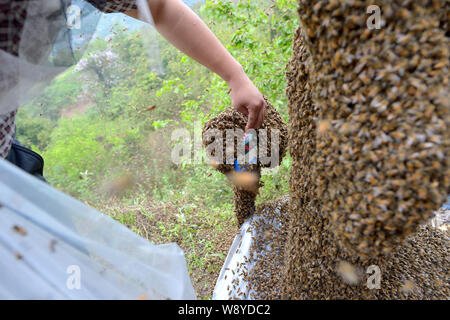 L'affichage d'une balance électronique affiche le poids de 34 ans apiculteur chinois Ping Elle couverte d'abeilles toutes au cours d'un défi de creatin Banque D'Images