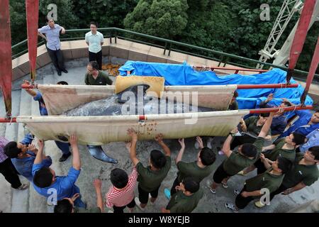 Employés chinois d'une grue pour décharger l'une des deux baleines pilotes après qu'il est arrivé à Hangzhou Polar Ocean Park à Hangzhou city, east Chines Zhe Banque D'Images