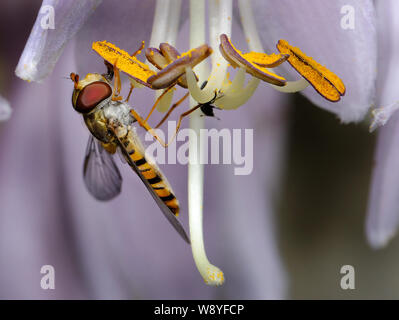 Hover fly se nourrissant de Lilly étamine en milieu urbain jardin de la maison. Banque D'Images