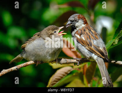 Moineau mâle nourrir bébé dans l'arbre. Banque D'Images