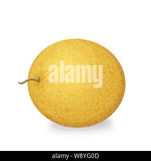 Melon miel frais entier sur fond blanc, vector illustration Illustration de Vecteur