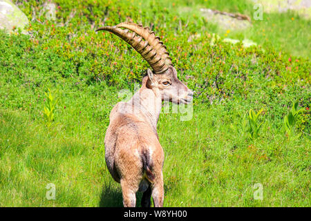 Chèvre sauvage Vue de profil, debout sur de vertes prairies près de Chamonix dans les Alpes, France. Bouquetin des Alpes, également connu sous le nom de steinbock, bouquetin, ou simplement d'ibex. La faune, les animaux sauvages. Animaux de montagne. Banque D'Images